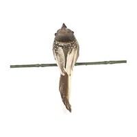 Picture of Artificial Clip-On Feathered Sparrow, Light Brown