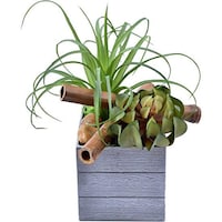 Picture of Artificial Potted Succulents Plant with Moss Grass, Multi Colour
