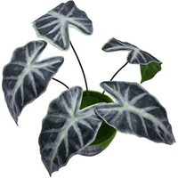 Picture of Artificial Real Touch Alocasia Black Velvet Leaves Stems, 12Pcs