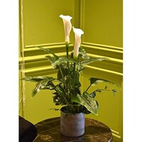 Picture of Natural Artificial White Calla Lily Flowers Potted Plant About, 85cm