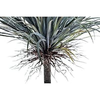 Picture of Artificial Desert Tree Plants with Stone Planter, 200cm