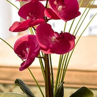 Picture of Real Touch Artificial Orchid Flowers with Plastic Pot, Dark Pink