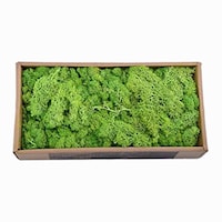 Picture of Natural Preserved Fresh Moss Grass, Green