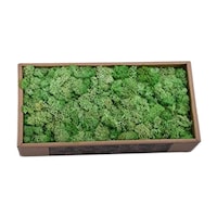 Picture of Natural Preserved Fresh Moss Grass, Lime Green