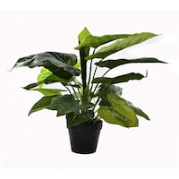 Picture of Artificial Potted Calla Plant for Home Decoration, Green, 50cm