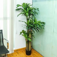 Picture of YATAI Artificial Dracaena Fragrans Plant, 1.7 Meters