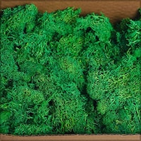 Picture of Yatai Natural Preserved Moss Grass for Wall Decoration