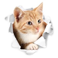 Picture of Organized Home Global Decals 3D Cat Sticker