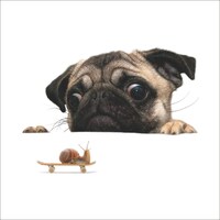 Picture of Organized Home Global Decals 3D Pug and Snail Sticker